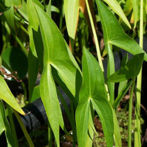 Sagittaria chapmani