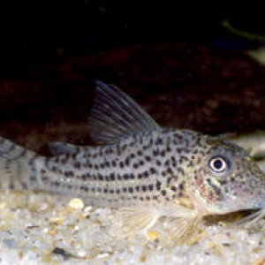 Corydoras maculifer