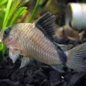 Corydoras metae