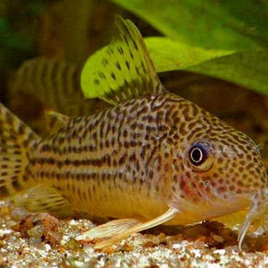 Corydoras spectabilis