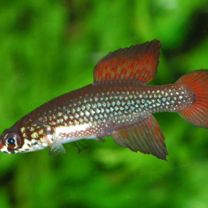 Cynopoecilus melanotaenia