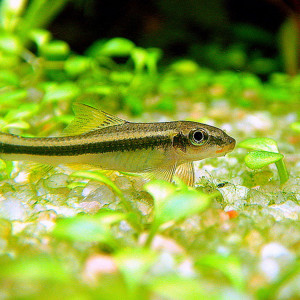 Garra cambodgiensis