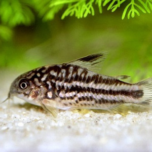 Corydoras nanus