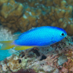 Pomacentrus coelestis