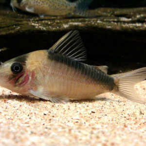 Corydoras imitator