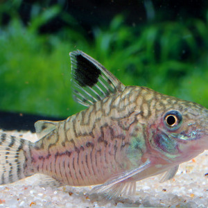 Corydoras reticulatus