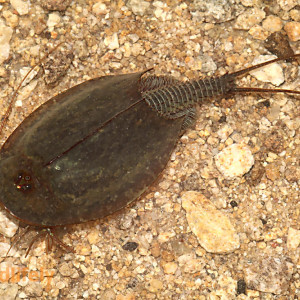 Triops cancriformis