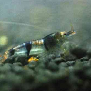 Caridina trifasciata