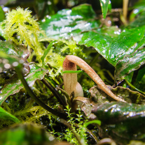 Cryptocoryne minima