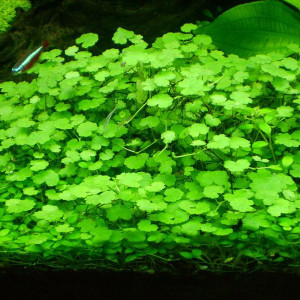 Hydrocotyle dissecta