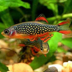 Danio margaritatus