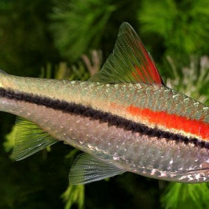 Sahyadria denisonii