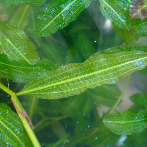 Potamogeton dentatus