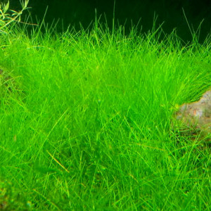 Eleocharis minima