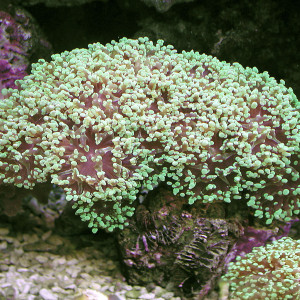 Euphyllia paradivisa