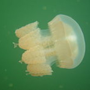 Entacmaea medusivora