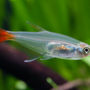 Poisson prionobrama filigera (characin de verre a queue rouge) : fiche  complète, paramètres, volume, maintenance en aquarium, reproduction et  nourriture