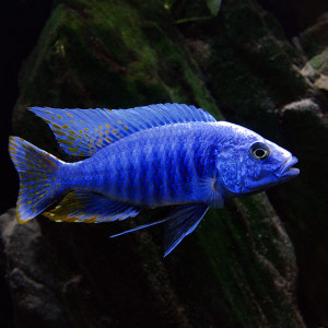 Sciaenochromis fryeri