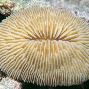 Fungia paumotensis