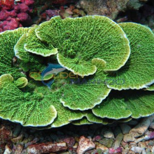 Montipora foliosa