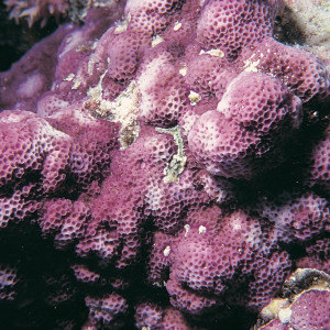 Montipora foveolata