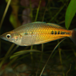 Glossolepis ramuensis