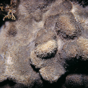 Goniopora stutchburyi