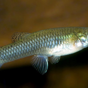 Gambusia vittata