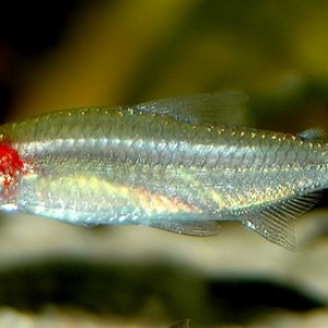 Petitella georgiae