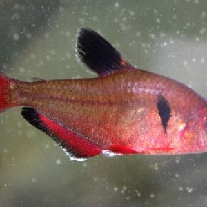 Hyphessobrycon griemi