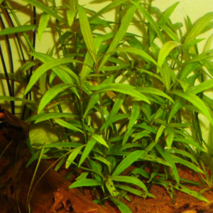 Hygrophila salicifolia