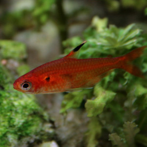 Hyphessobrycon haraldschultzi