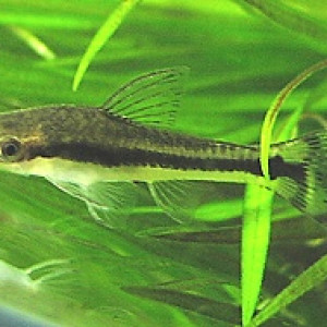 Otocinclus hasemani