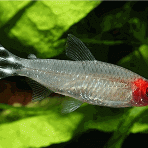 Hemigrammus rhodostomus