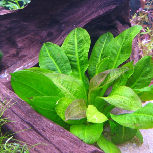 Echinodorus parviflorus var. "Tropica"