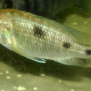 Otopharynx heterodon