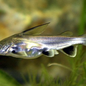 Hexanematichthys seemanni