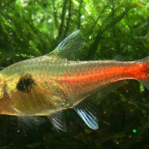 Hyphessobrycon roseus