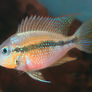 Thorichthys helleri