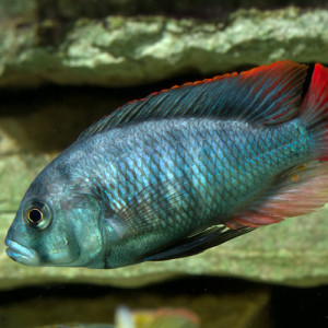 Haplochromis obliquidens