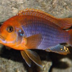 Iodotropheus sprengerae