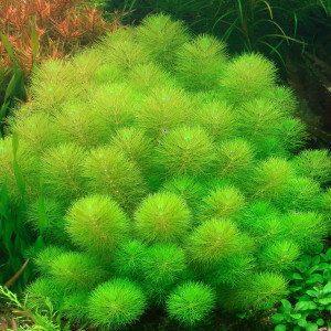 Limnophila indica