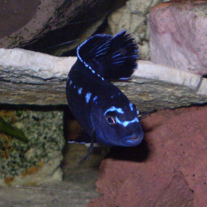 Melanochromis johannii