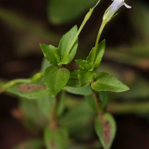 Lindernia parviflora