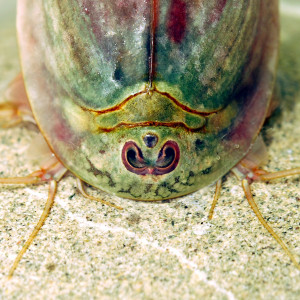 Triops longicaudatus