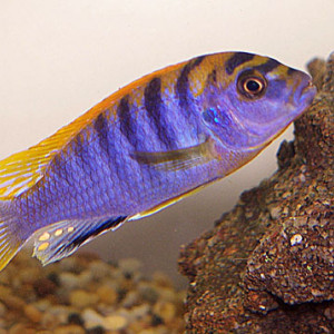 ZZ Labidochromis sp.