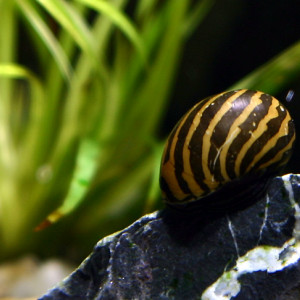 Neritina natalensis