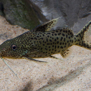 Synodontis njassae