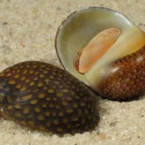 Neritina punctulata