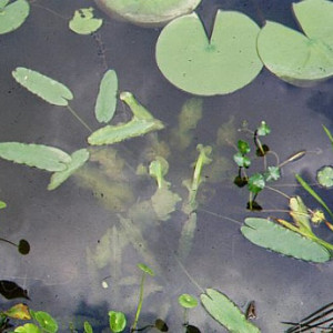 Nuphar sagittifolia